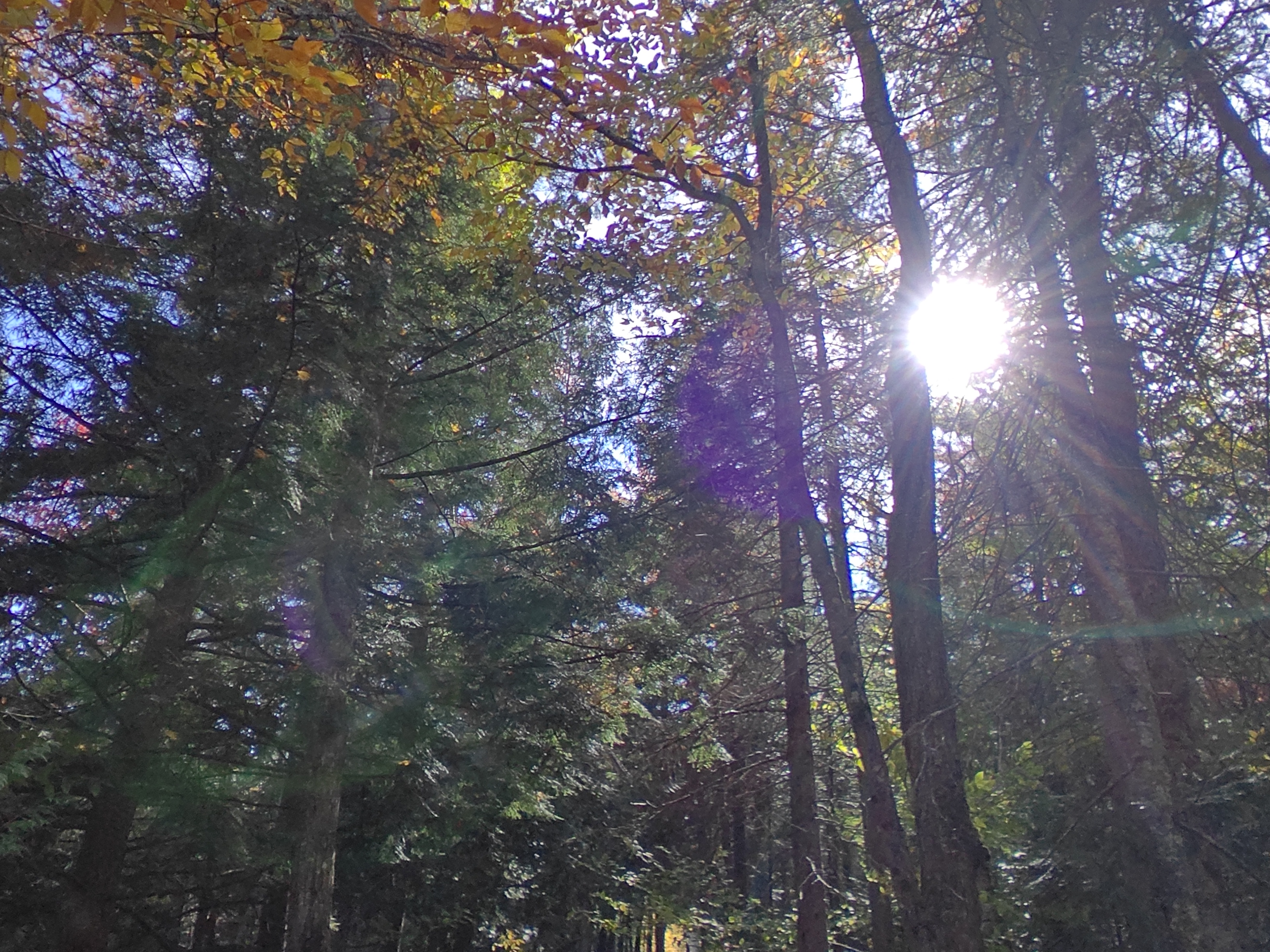 A fun picture I took in the forest